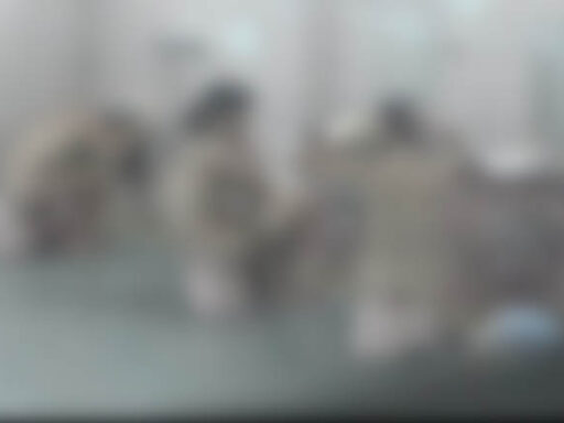 ＃S高＃　修学旅行　お風呂盗撮